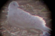 icelandgull.jpg