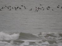 tn_Scoters off Seapoint.JPG