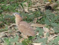 Malayan Night Heron HB.JPG