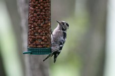 Lesser Spotted Woodpecker thumb 10000.jpg