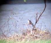 aust merlin windy.JPG