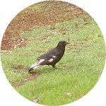 Black_White Crow 1.jpg