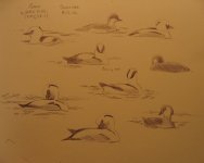 22smew page.jpg