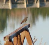 Black Redstart.jpg