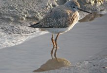 Lesser-Yellowlegs-170107.jpg