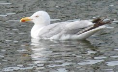 Larus arg.JPG