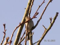 H.Sparrow Female.jpg