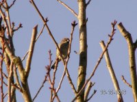 H.Sparrow Male.jpg