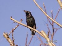 Starling in tree.jpg