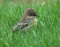 flycatcher-unk.jpg