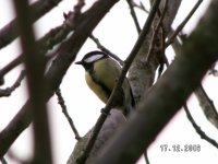 Great Tit.jpg