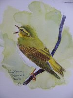 Wood Warbler.jpg