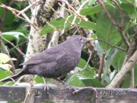 Blackbird Female.jpg