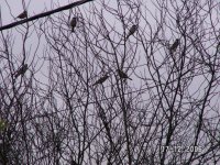 H.Sparrows waiting to feed.jpg