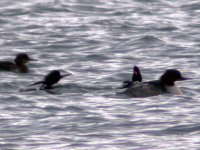 goosander 3 gilew quay dec 06.jpg