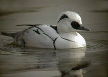 Smew11.jpg