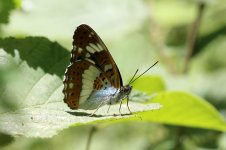 White Admiral lt 1.jpg