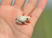 Angolan Reed Frog 2.jpg