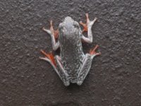 Angolan Reed Frog.jpg