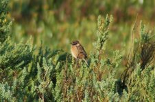 Whinchat.JPG