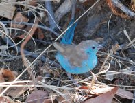 Blue Waxbill.jpg