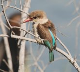 Brown Hooded Kingfisher.jpg