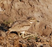 Water thick-knee.jpg