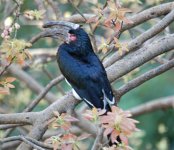 Trumpeter Hornbill.jpg