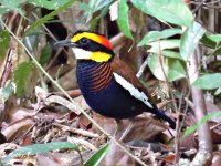 Banded Pitta.JPG