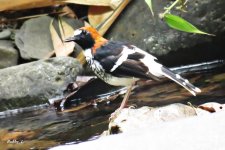 Chestnut-crowned Forktail.JPG