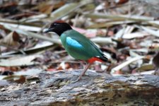 Hooded Pitta.JPG