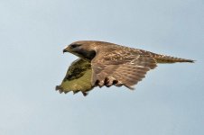 Buzzard2.jpg