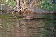 20160812 (3)_European_Beaver.JPG