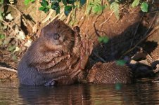 20160812 (23)_European_Beaver.JPG