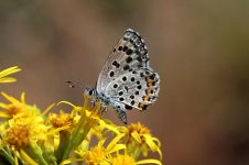 Eastern Baton Blue lt 2.jpg