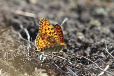 Niobe Fritillary lt 1.jpg