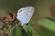 Short-tailed Blue lt 1.jpg