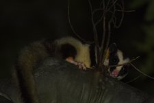 Striped Possum 1cs.jpg