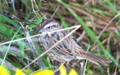 Song Sparrow.jpg