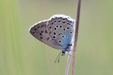 Large Blue lt 1.jpg