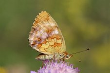 Marbled Fritillary lt 1.jpg