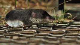 water shrew, Fowlmere (6).jpg