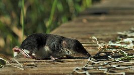 water shrew, Fowlmere (2).jpg