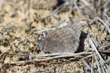 Tree Grayling lt 1.jpg