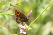 Scotch Argus lv 4.jpg