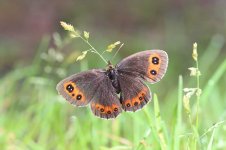 Scotch Argus lv 2.jpg