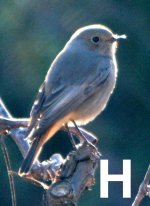 birdforum little gray brown bird H.jpg