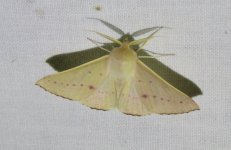 Oenochroma phyllomorpha 25 09 16 (4).JPG