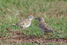 A-sparrow-Kachina wetlands- 08-2016 - 569.jpg