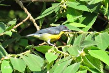 Crimson-Breasted Flowerpecker.JPG